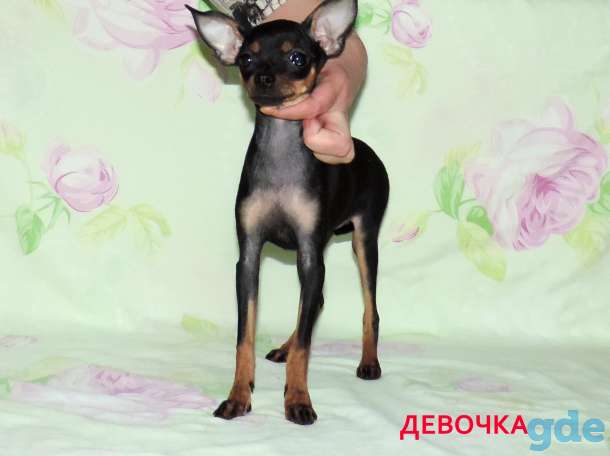 Русский той-терьер щенки, фотография 2
