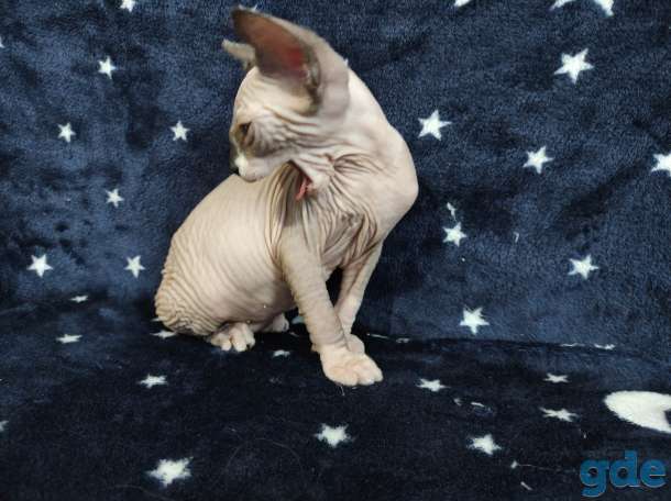Котята канадский сфинкс, фотография 7