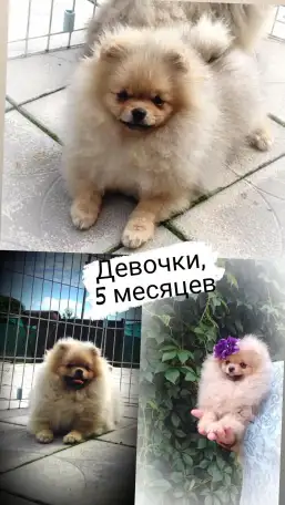 Померанский шпиц, щенки. Мини мишки, фотография 3