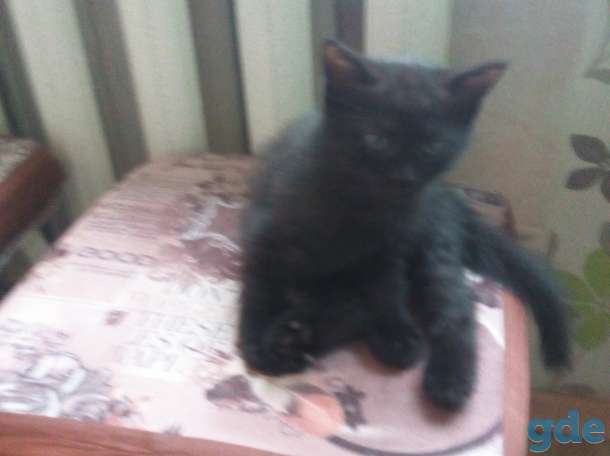 Котята, фотография 3
