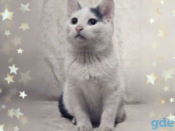 Добрый котенок в дар, фотография 1