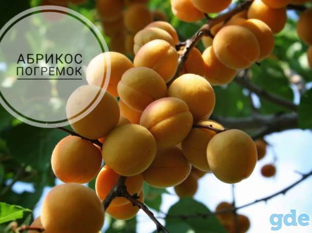 Саженцы персиков, абрикосов и нектаринов, фотография 1