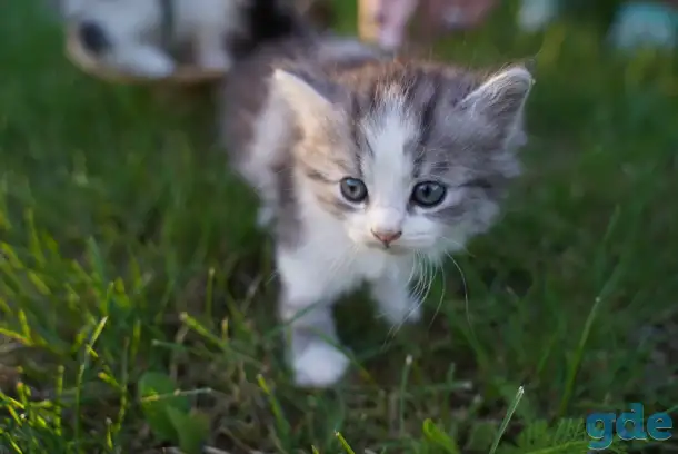 Котята в хорошие руки, фотография 6