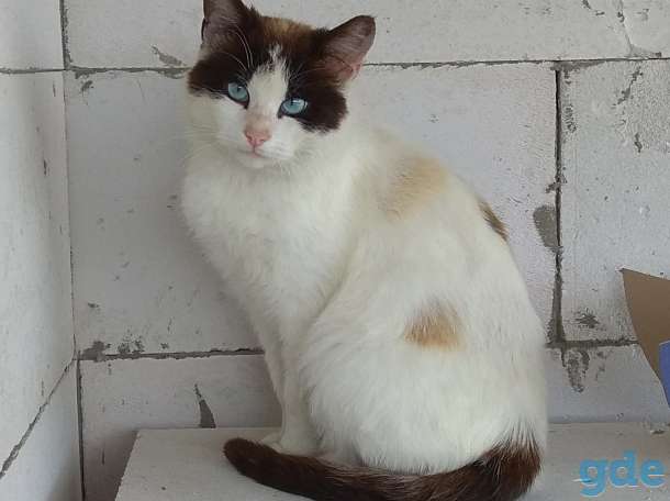 Отдам кота, фотография 1