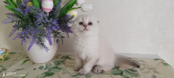Шотландские котята, фотография 2