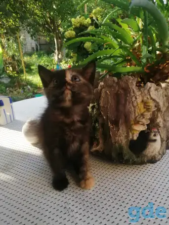 Котенок уникальной расцветки, фотография 6
