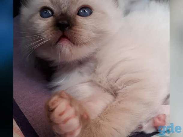 Рэгдолл котята, фотография 1