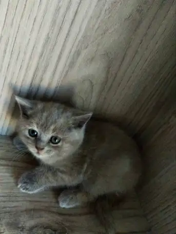 Шотландские котята. Скоттиш-страйт, фотография 6