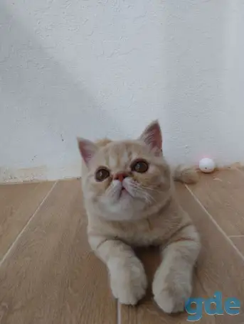 Котенок экзотической короткошёрстной, фотография 1