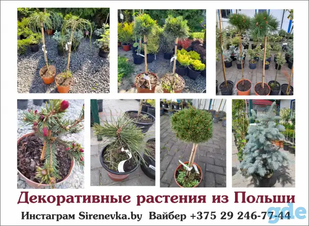 Декоративные растения из Польши, фотография 1