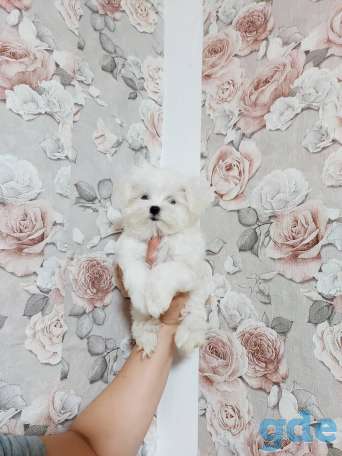Щенок мальтезе, фотография 1