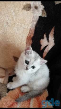 Чистокровные шотландские котята, фотография 10