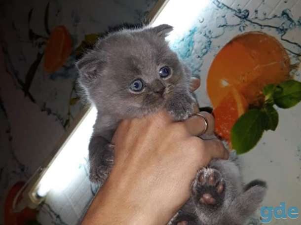 Питомник шотландских кошек.Вязка., фотография 4