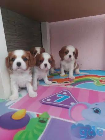 Щенки Кавалер Кинг Чарльз, фотография 1