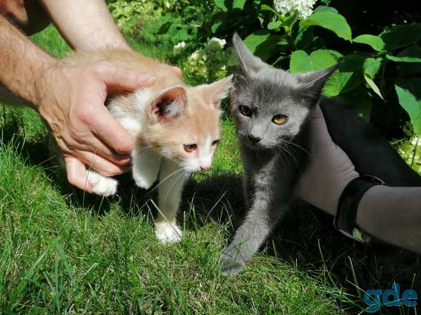 Отдадим котят в хорошие руки, фотография 1