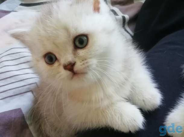 Продам шотландских котят, фотография 2