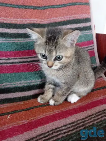 Котята в добрые руки., фотография 2
