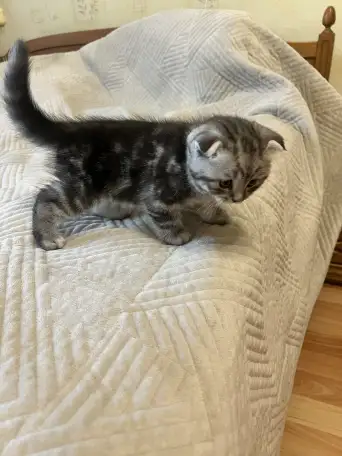 Шотландские котята, фотография 7