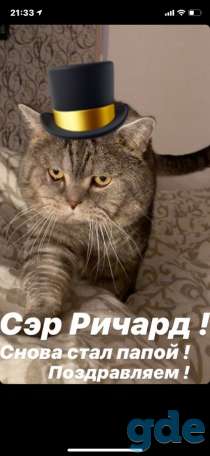 Вислаухий британец, фотография 3