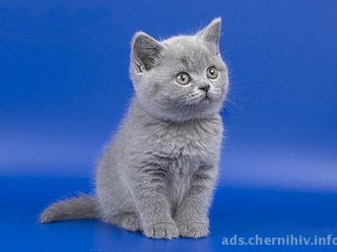 продам британского котенка, фотография 1