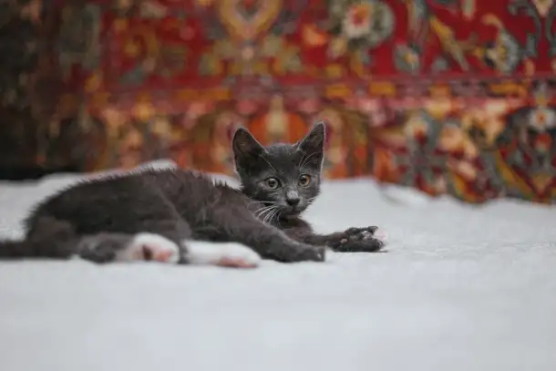 Милейший котеночек Масик мечтает найти семью!, фотография 13