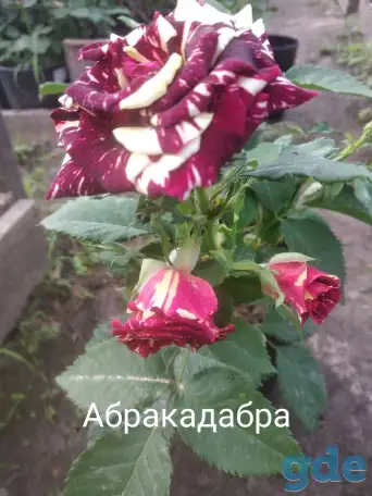 Саженцы розы спрей., фотография 9