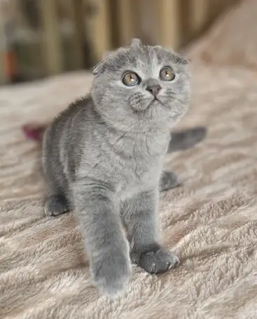 Шотландский котёнок, фотография 1