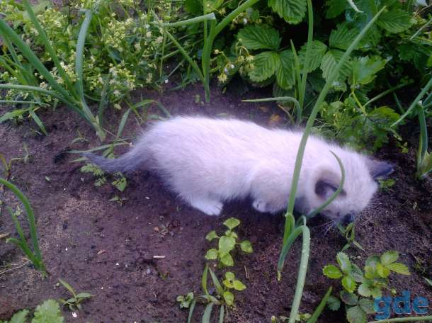 Котенок сиамского окраса, фотография 6