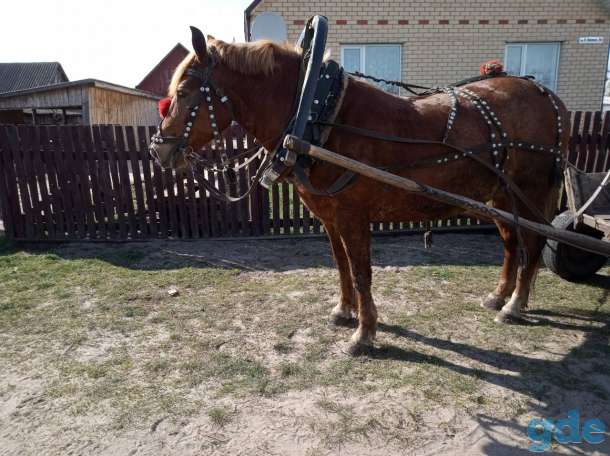 Продам Коня, фотография 4