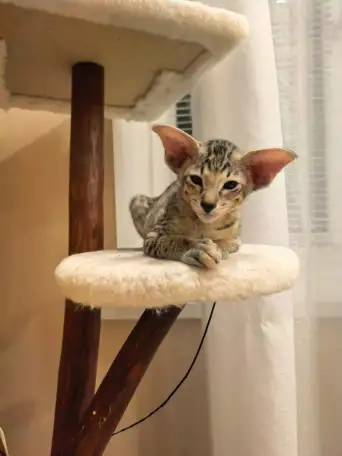 Ориентальный котенок, фотография 6