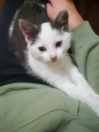 Котенок, фотография 1
