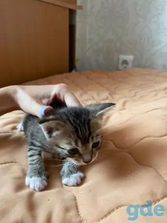 Котята в дар, фотография 3