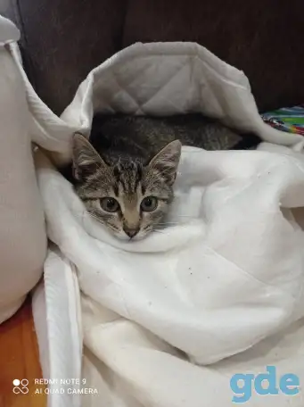 Котенок в дар, фотография 2