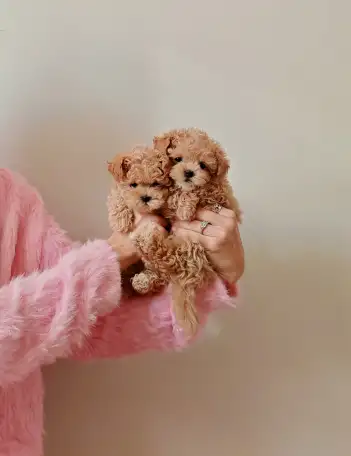 Мальтипу f1 мини девочка, фотография 3