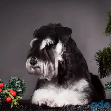 Вязка Цвергшнауцера, фотография 1