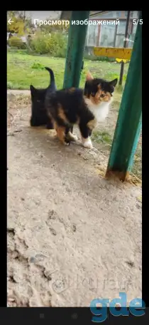 Котенок девочка, фотография 1