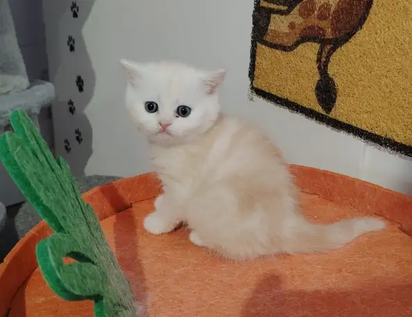 Шотландский котенок, кот., фотография 3