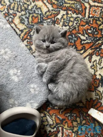 Шотландские котята, фотография 8