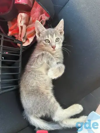 Котенок в дар, фотография 5
