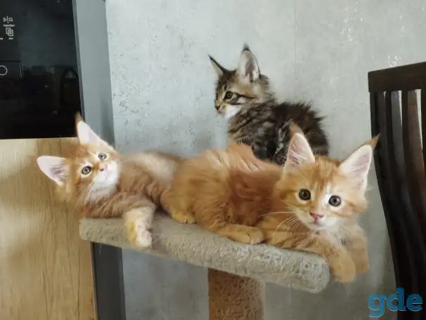котята Мейн-кун, фотография 2