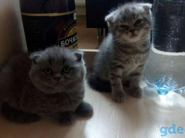 Продам замечательных котят, фотография 4
