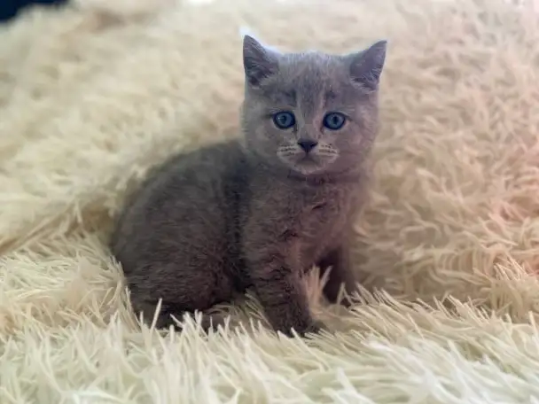 Британские котята, фотография 7