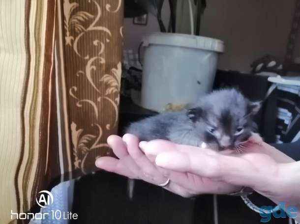 Отдадим в добрые руки котят, фотография 1