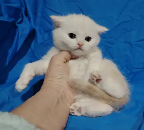 Шотландские котята. Шиншиллята., фотография 5