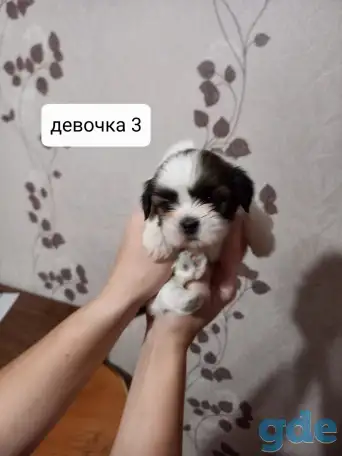 Продаются щенки ши тцу, фотография 5