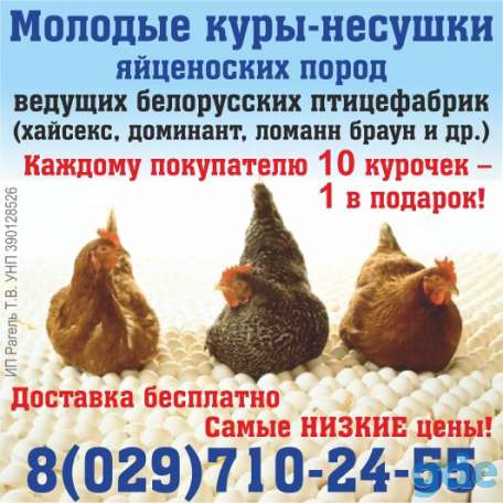 Куры несушки, фотография 2