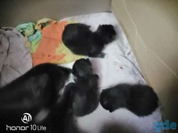 Отдадим в добрые руки котят, фотография 3