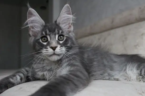Мейн-кун котенок!, фотография 1