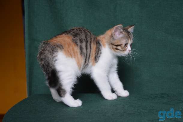 Шотландские котята питoмника Aguticat, фотография 1