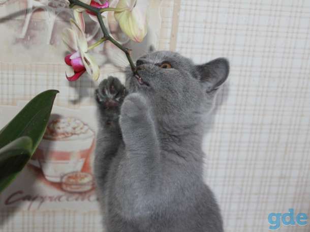 Шотландские клубные котята, фотография 3